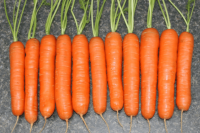 Морковь Самсон ( Голландия )