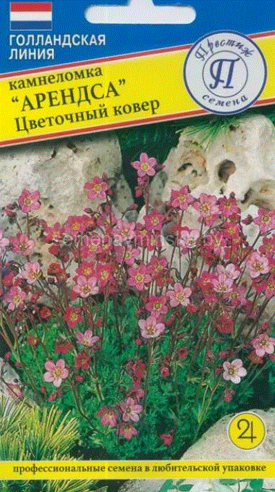 Камнеломка "Арендса" Цветочный ковер