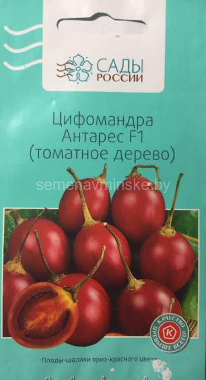 Цифомандра Антарес F1 (томатное дерево)