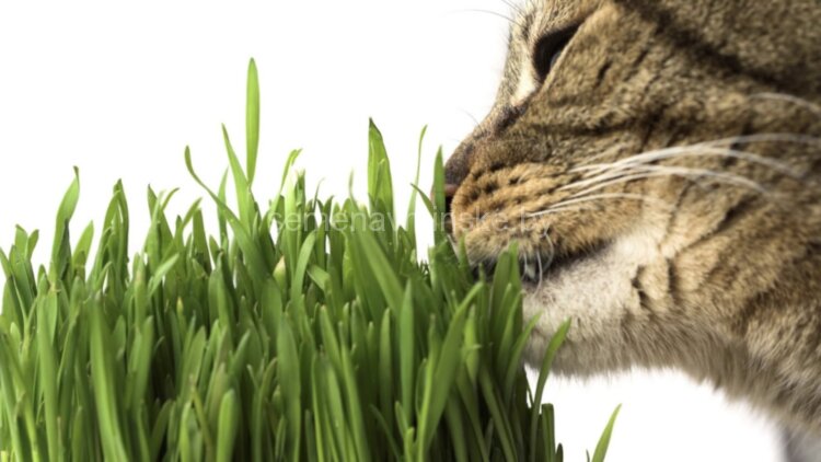 Трава для кошек ( овес )