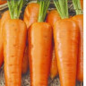 Морковь Каротель ( Гавриш )
