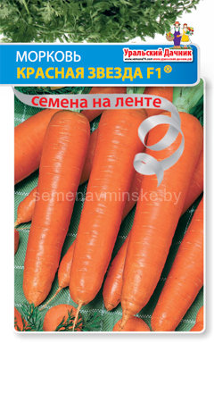 Морковь Красная Звезда