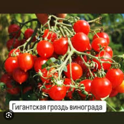 Томат Гигантская Гроздь Винограда