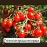 Томат Гигантская Гроздь Винограда