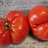 Томат Гигантский Итальянский Гамбургер