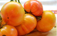 Томат Корраловая Королева