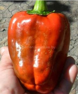 Перец Кунео Оранжевая Бронза