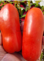 Томат Фляга