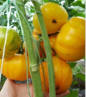 Томат  Золотой Цыган ( серия Гном )