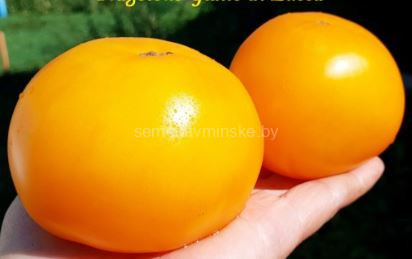 Томат Желтая Клубника из Лукки