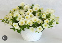 Петуния Пендолино Лайм F1