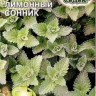 Котовник Сонник лимонный