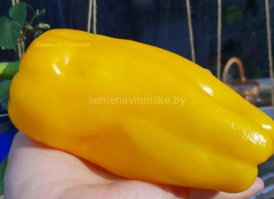 Перец Симфония Желтая