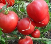 Томат Кубанский Коловый