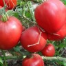 Томат Кубанский Коловый