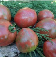 Томат Кленовое Сердце