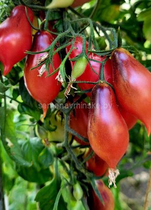 Томат Кумкват Розовый Опал