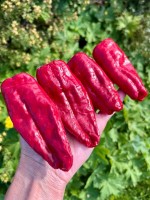 Перец острый Падрон (Padron )
