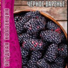 Ежевика Черное Варенье