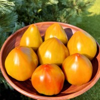 Томат Бронзовая Клубника