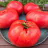 Томат Дедушка Гриша