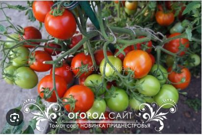 Томат Сибирячка Тося