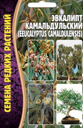 Эвкалипт Камальдульский