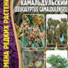 Эвкалипт Камальдульский