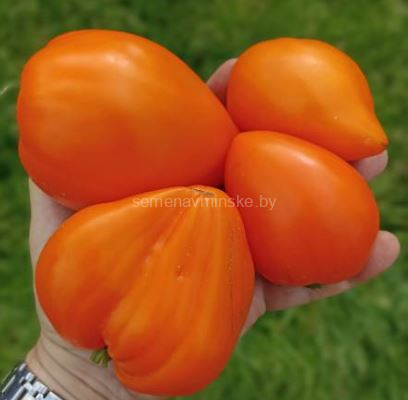 Томат Оранжевое Сердце от Анджелины