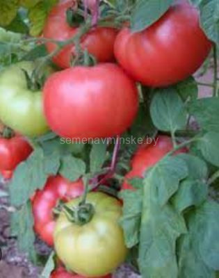 Томат Афен F1