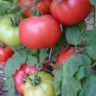 Томат Афен F1