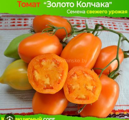 Томат Золото Колчака