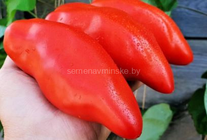 Томат Ларго де Хауха