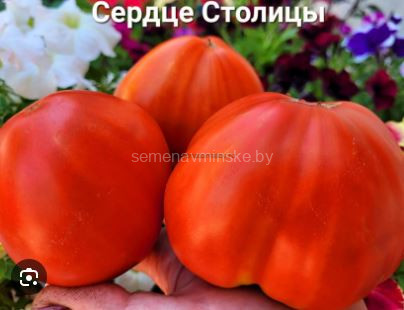 Томат Сердце Столицы