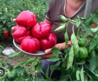 Перец  Болгарская Ратунда