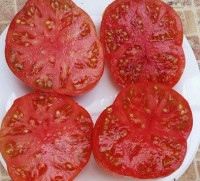 Томат Приз Ханны ( Серия Гном )