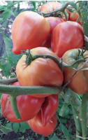 Томат Сердце Дронеро