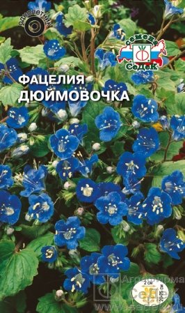 Фацелия Дюймовочка