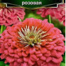 Цинния Сенсация Розовая