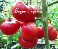 Томат Ведро с Куста