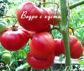 Томат Ведро с Куста