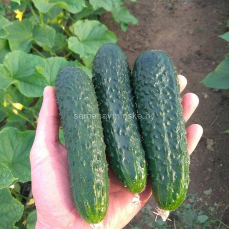 Огурец Ягуар F1