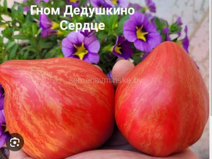 Томат ВЗИ Дедушкино Сердце ( Серия Гном )