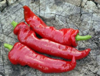 Перец острый Свиные Кишки