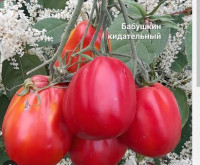 Томат Бабушкин Кидательный