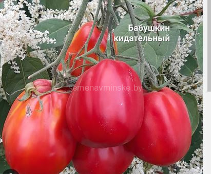 Томат Бабушкин Кидательный