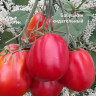 Томат Бабушкин Кидательный