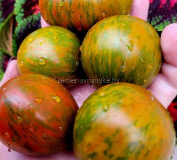 Томат Шеф Повар Гай Геда