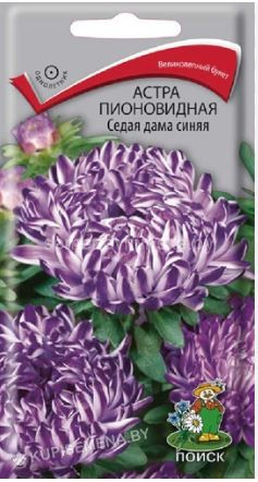 Астра Седая Дама Синяя