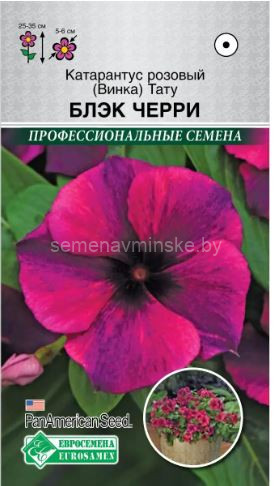 Катарантус Тату Блэк Черри